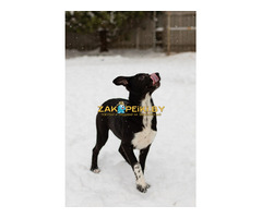 Крошечке очень нужен дом