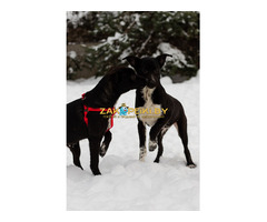 Крошечке очень нужен дом