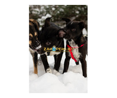 Крошечке очень нужен дом