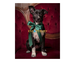 Крошечке очень нужен дом