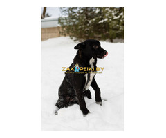 Стрелочка ищет дом