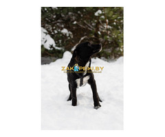 Стрелочка ищет дом