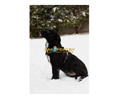 Стрелочка ищет дом