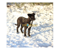 Стрелочка ищет дом