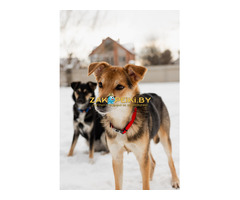 Жучок ждет свою семью