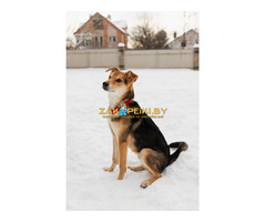 Жучок ждет свою семью