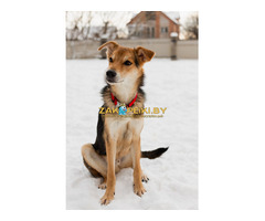 Жучок ждет свою семью