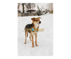 Жучок ждет свою семью