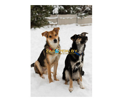 Жучок ждет свою семью