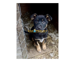 Шоколапке нужна семья