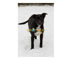 Картошечка ищет дом - 7