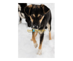 Умнейшая Козявочка ждет свою семью