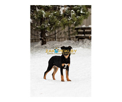 Шоколапке нужна семья