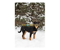 Шоколапке нужна семья