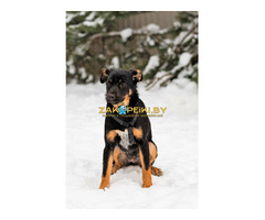 Шоколапке нужна семья