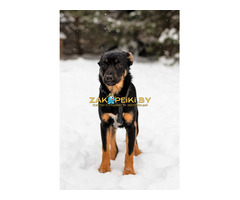 Шоколапке нужна семья