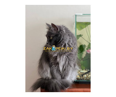 Шикарная Марси - 6