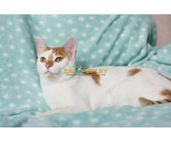 Веселая Ленси - 6