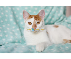 Веселая Ленси - 7