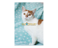 Веселая Ленси - 8