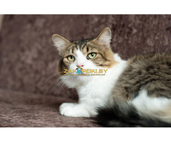 Мени – потешный нос - 6