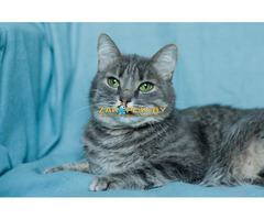 Эйна – зеленоглазая фея - 6