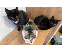 ПРИЮТУ СРОЧНО НУЖНА ПОМОЩЬ!