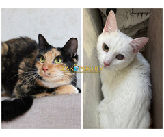 ПРИЮТУ СРОЧНО НУЖНА ПОМОЩЬ!