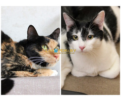 ПРИЮТУ СРОЧНО НУЖНА ПОМОЩЬ!