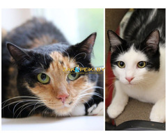 ПРИЮТУ СРОЧНО НУЖНА ПОМОЩЬ!