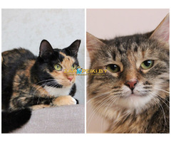 ПРИЮТУ СРОЧНО НУЖНА ПОМОЩЬ!