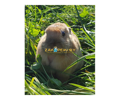 Кролик в дар.