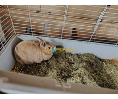 Кролик в дар.