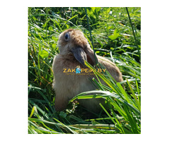 Кролик в дар.