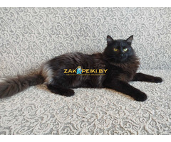 Роскошный Фирс