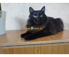 Роскошный Фирс