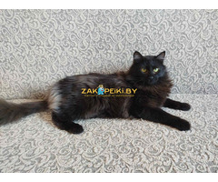 Роскошный Фирс