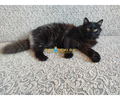 Роскошный Фирс