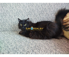 Роскошный Фирс