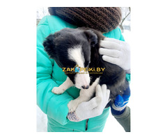 Щенки из сарая в дар, ищут дом! Срочно!