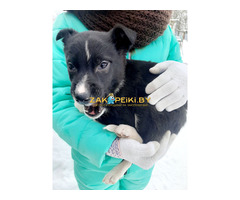 Щенки из сарая в дар, ищут дом! Срочно!