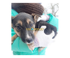 Щенки из сарая в дар, ищут дом! Срочно!