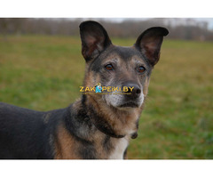 Спокойная интеллигентная собака Кира в дар