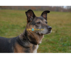 Спокойная интеллигентная собака Кира в дар