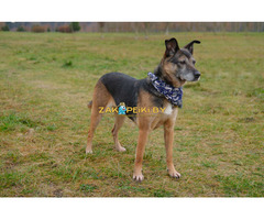 Спокойная интеллигентная собака Кира в дар