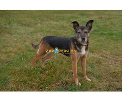 Спокойная интеллигентная собака Кира в дар