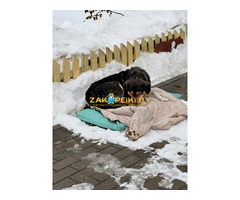 Нужна передержка или дом собаке с выбитым глазом! Sos!