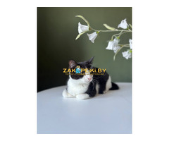 Котенок Лара в дар!