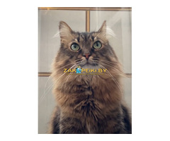 Трехлапый котик Тайсон ищет передержку или дом! Срочно!