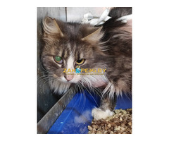 Кошка Маша! Ищет дом! Срочно!